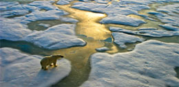 Polar Bear on breaking ice flow representing Climate Change