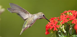 Bird near flower representing Biodiversity